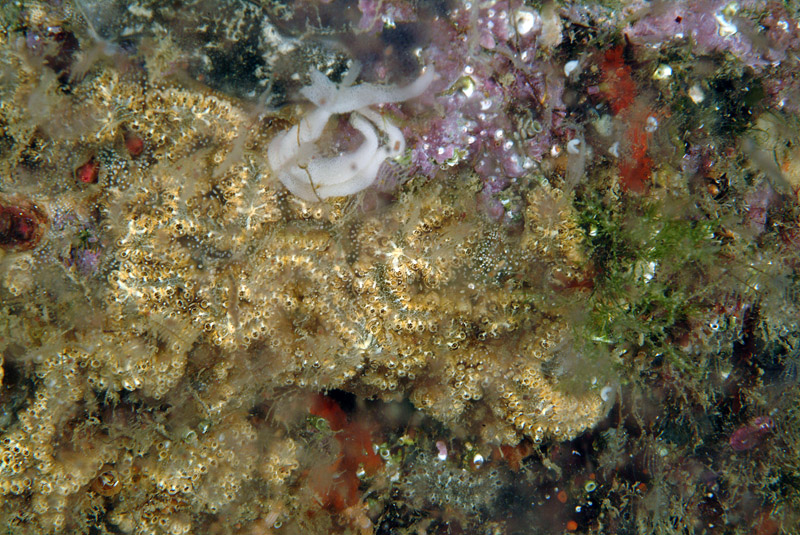 Botrylloides da determinare 1